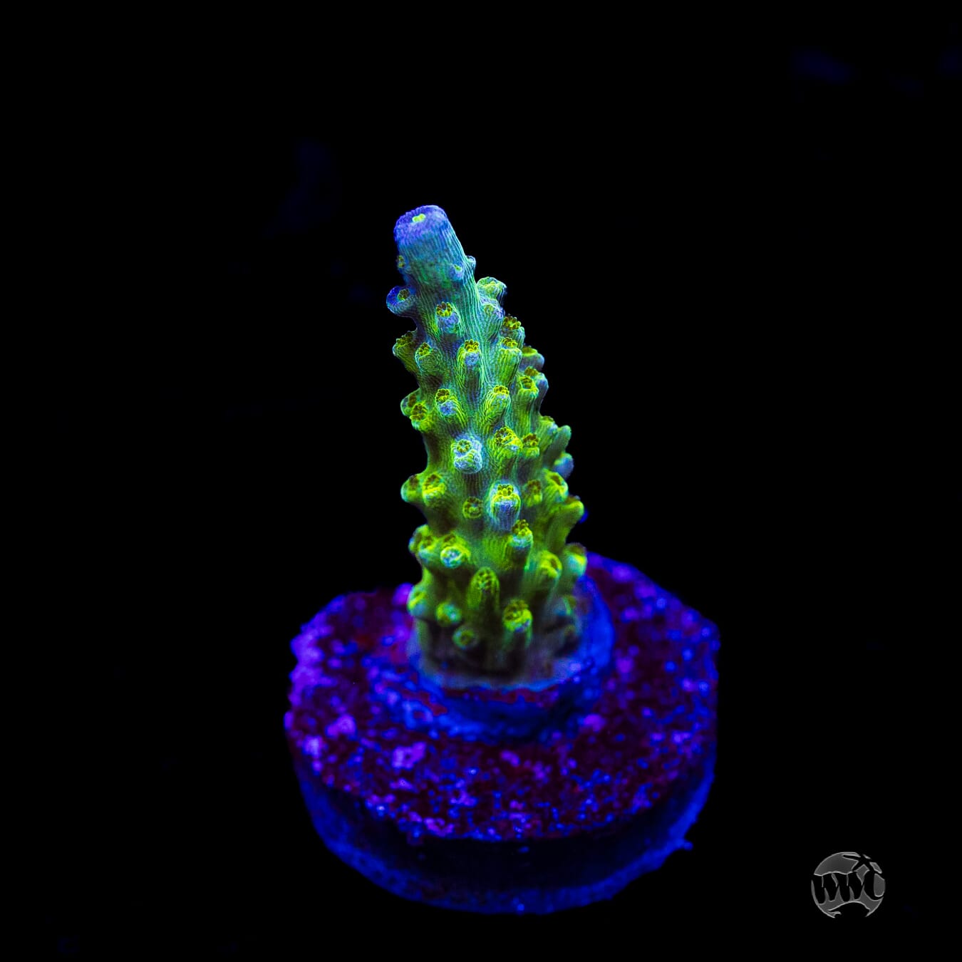 WWC Cowabunga Acropora