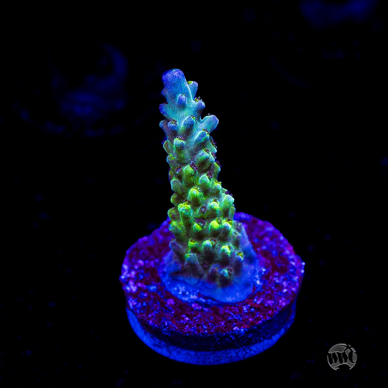 WWC Cowabunga Acropora