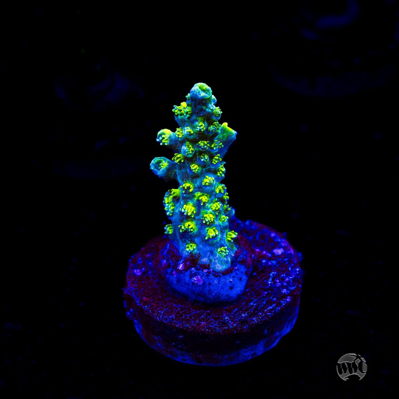 WWC Shark Attack Acropora