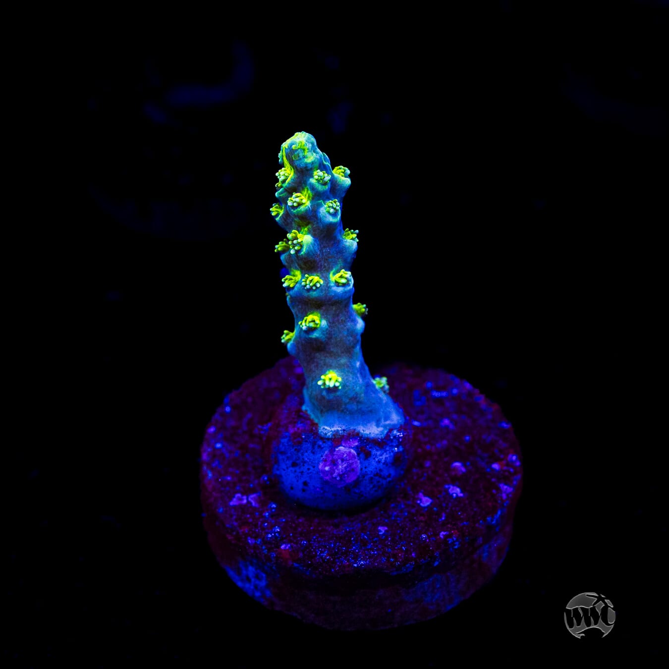 WWC Shark Attack Acropora