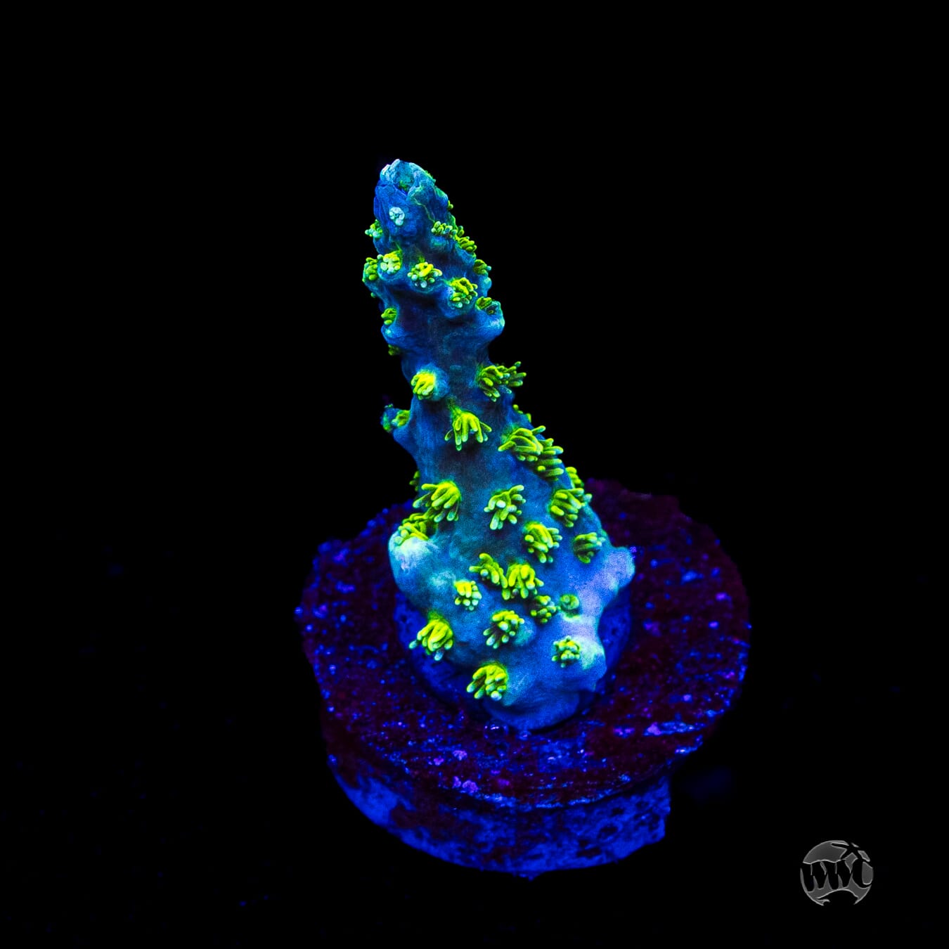 WWC Shark Attack Acropora