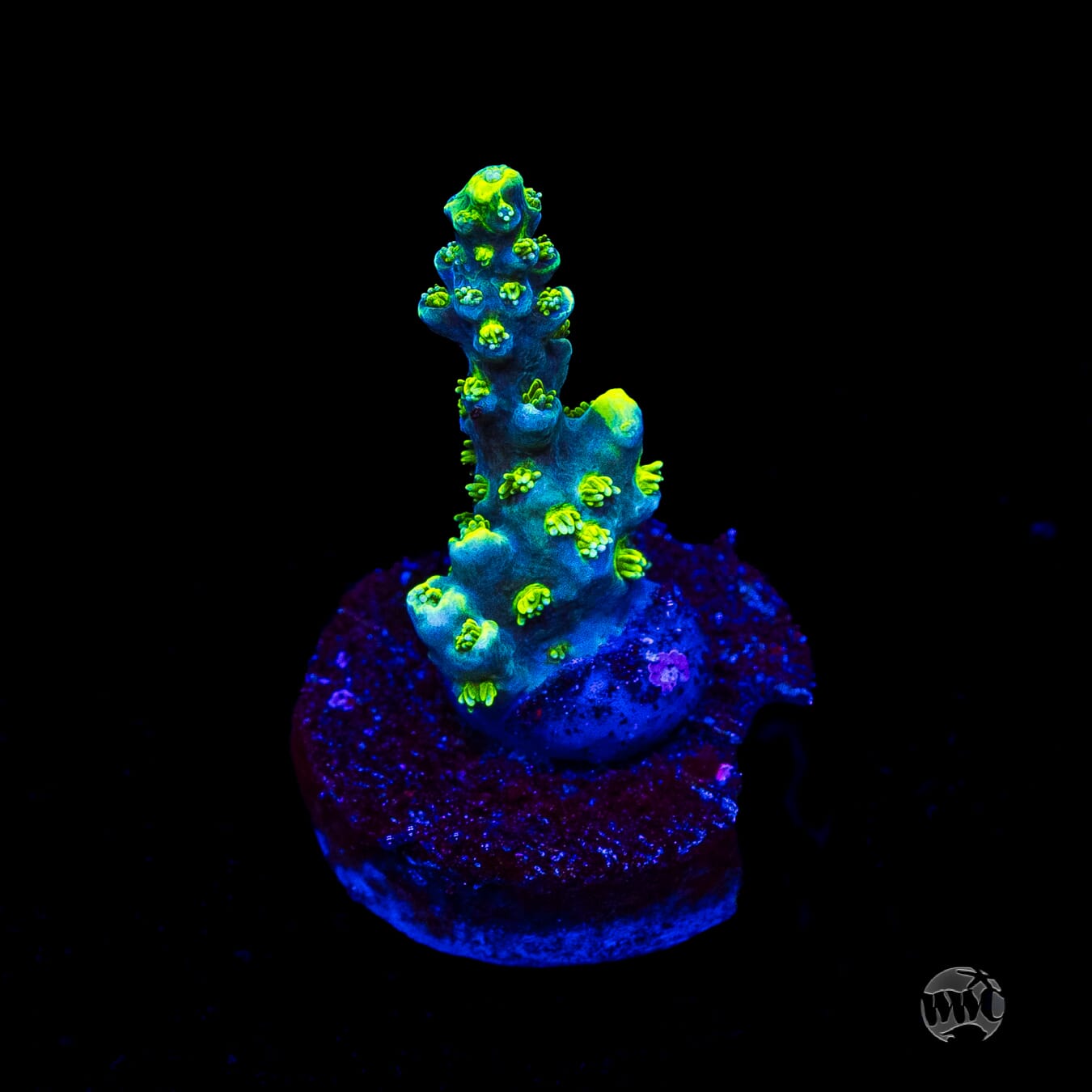 WWC Shark Attack Acropora