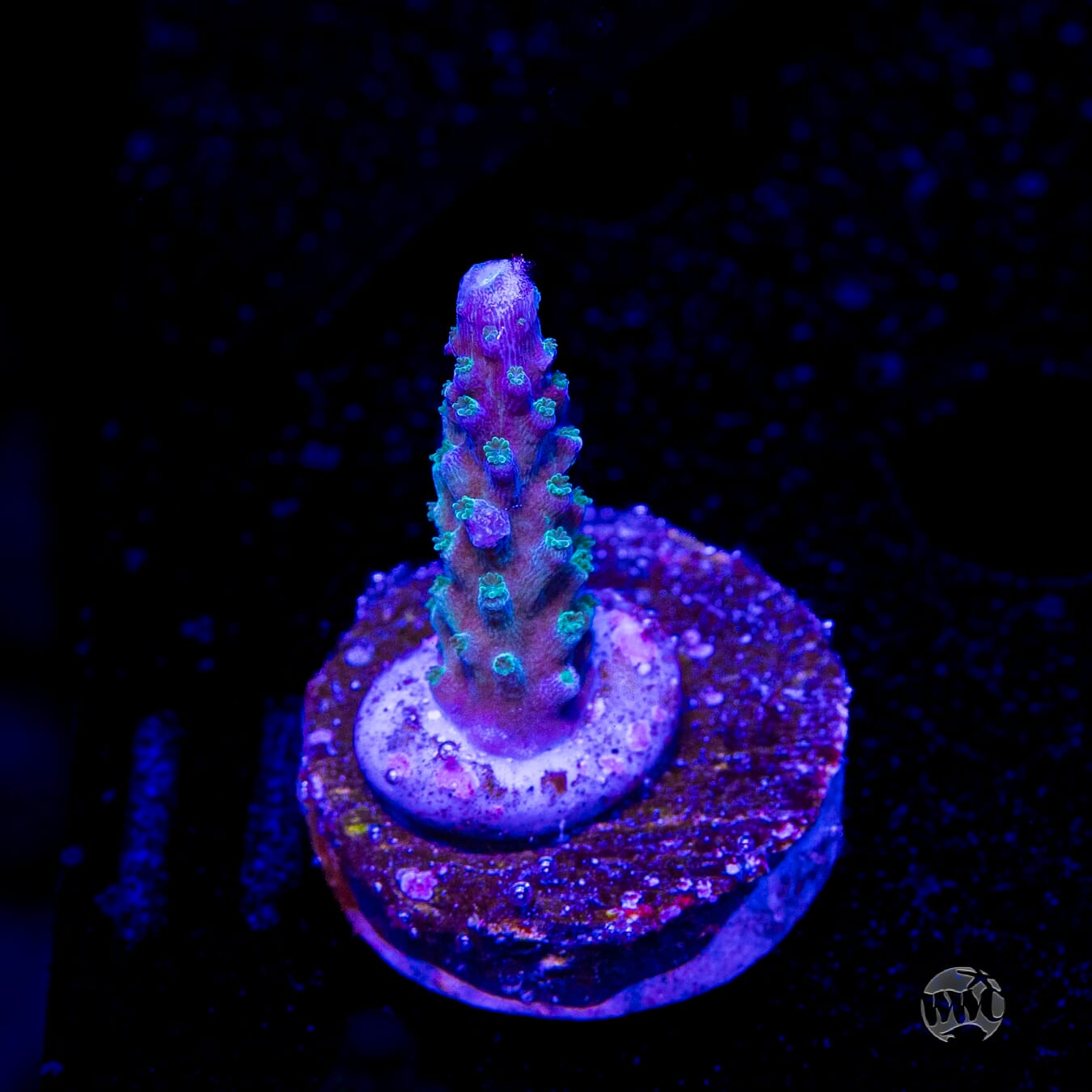 WWC Green Lightning Stag Acropora