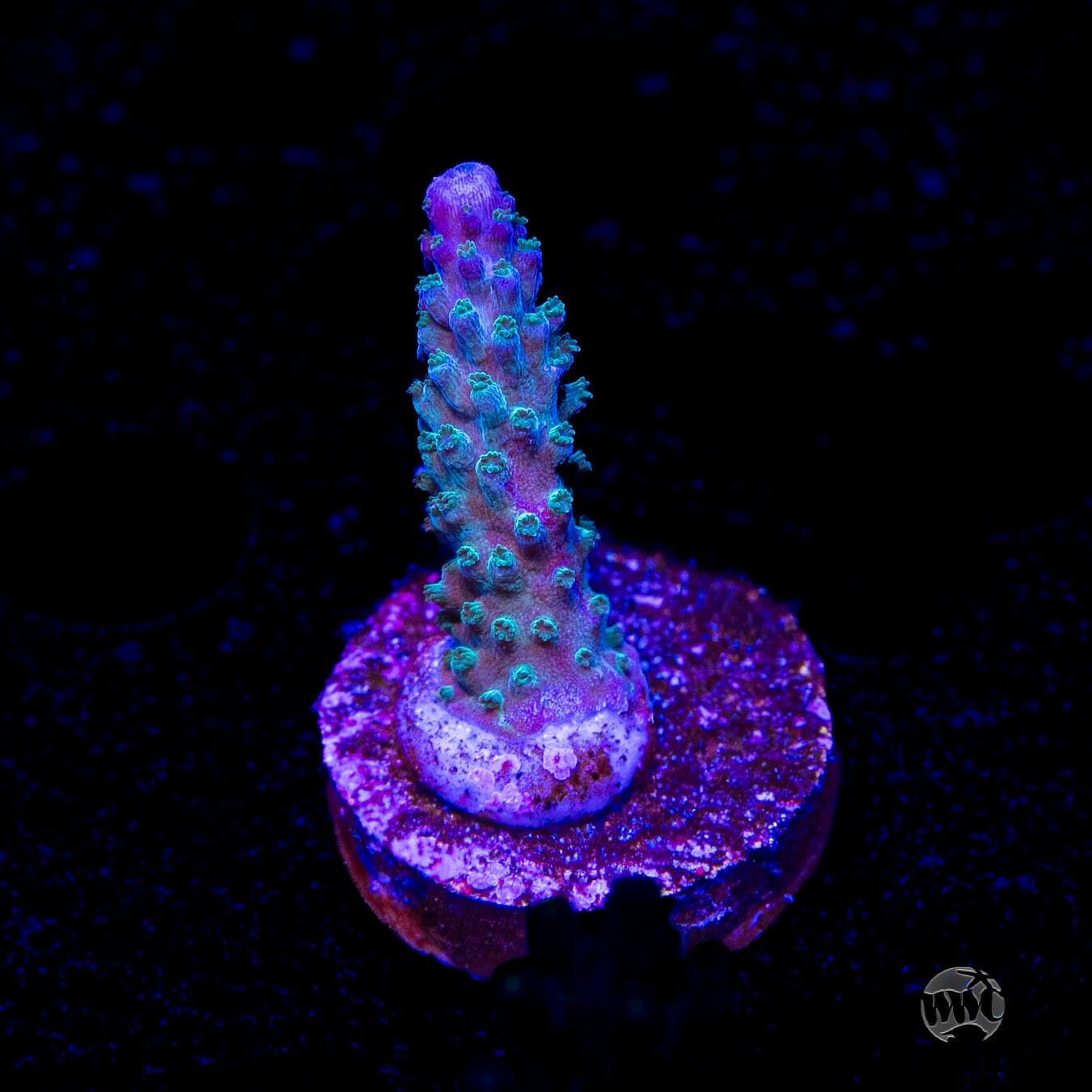 WWC Green Lightning Stag Acropora