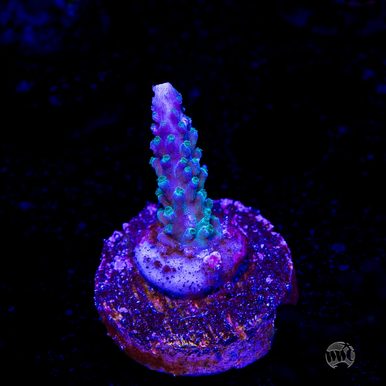 WWC Green Lightning Stag Acropora