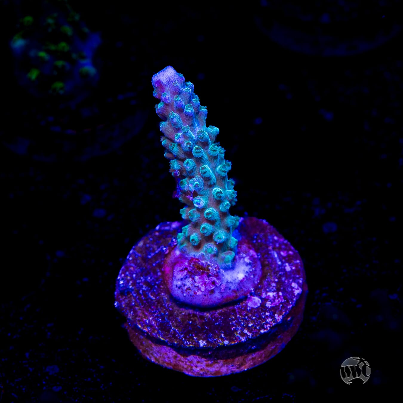 WWC Green Lightning Stag Acropora