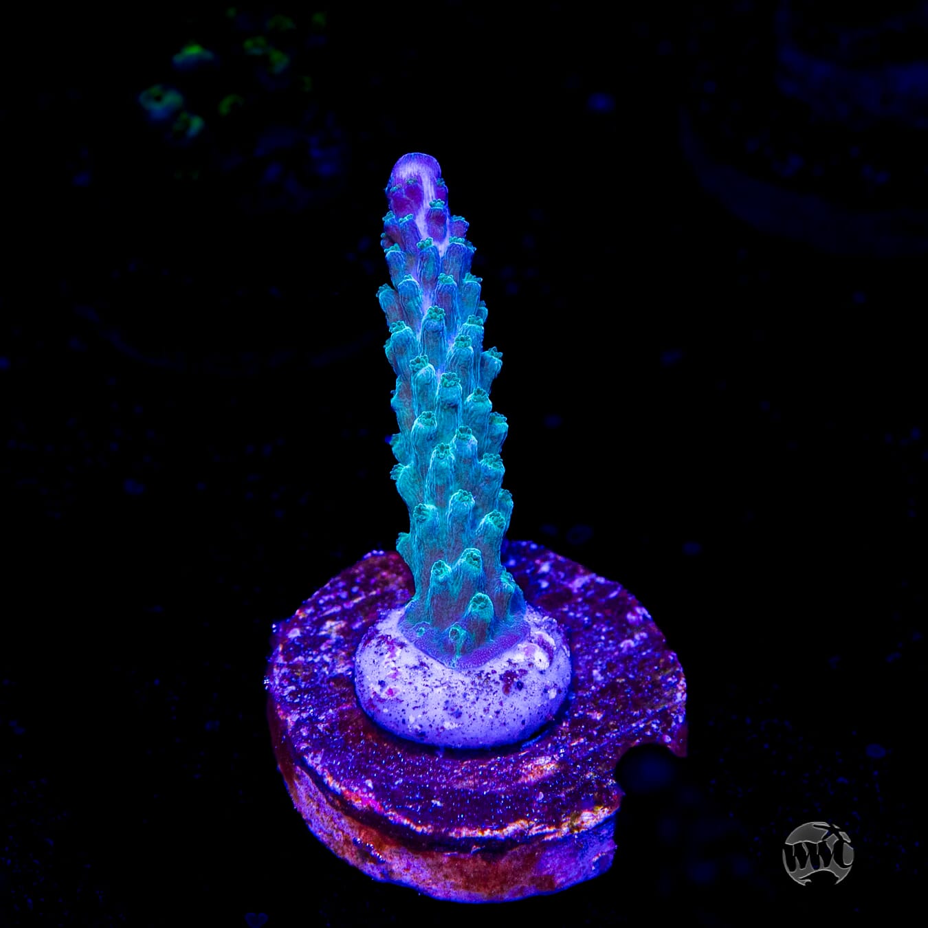 WWC Green Lightning Stag Acropora