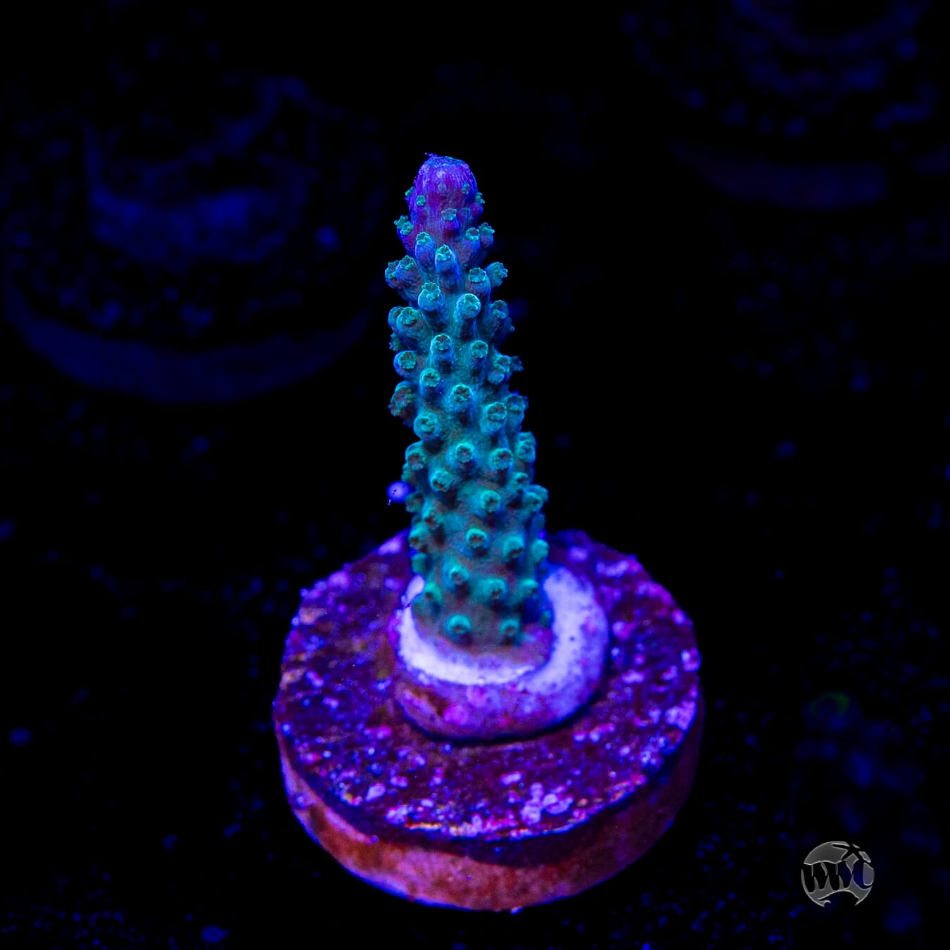 WWC Green Lightning Stag Acropora