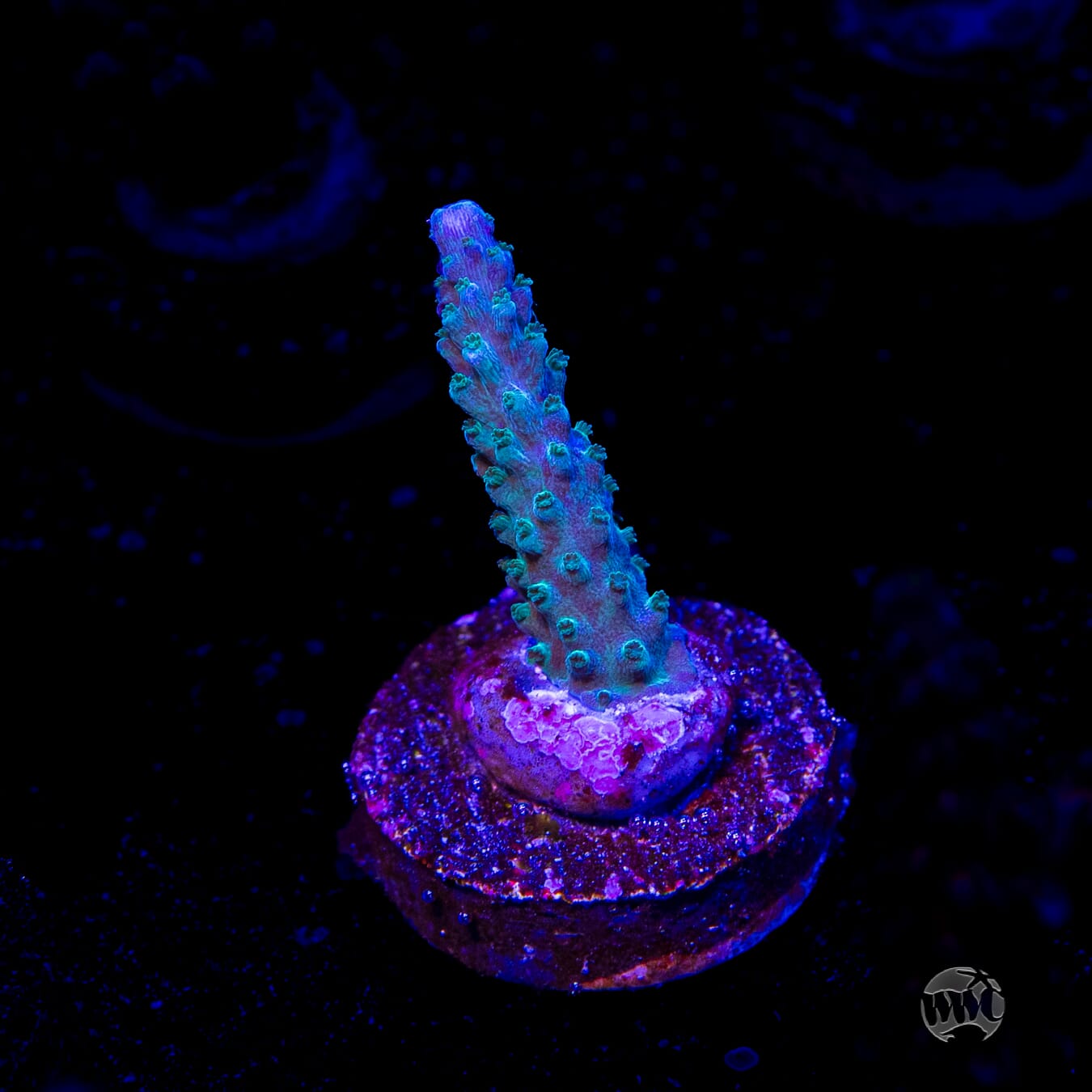 WWC Green Lightning Stag Acropora