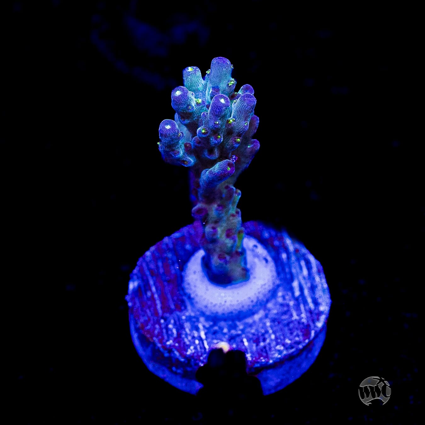 WWC Aussie Special Acropora
