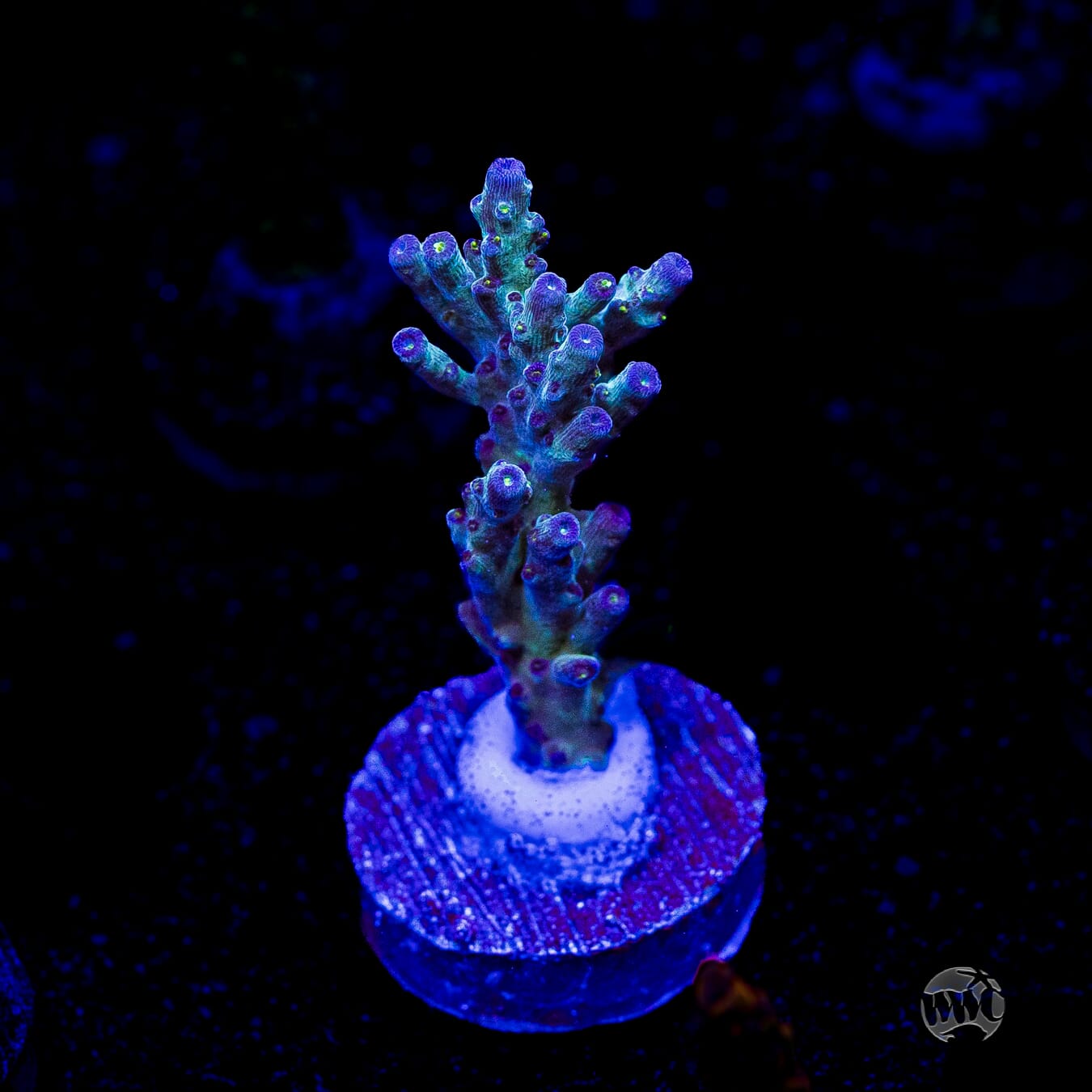 WWC Aussie Special Acropora