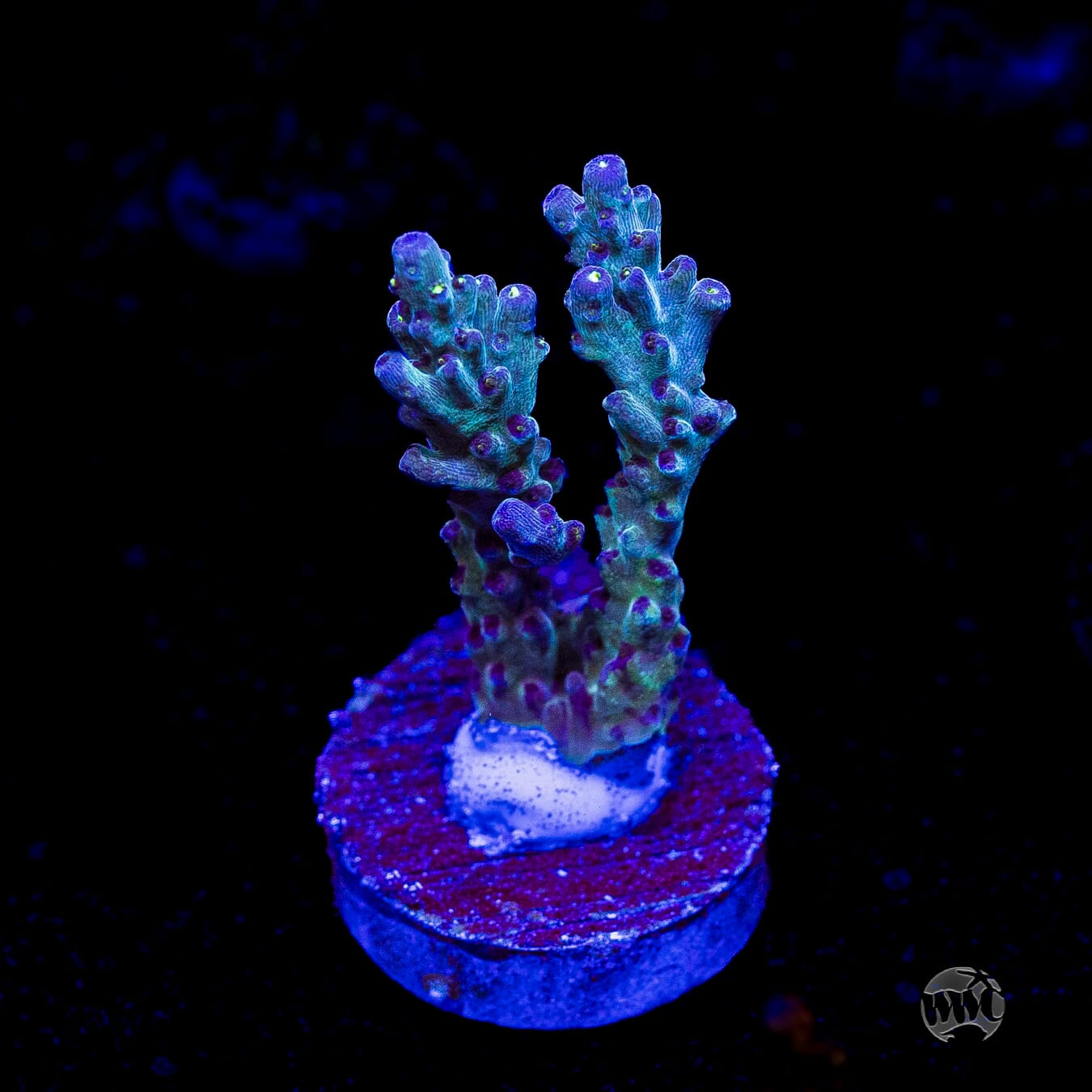 WWC Aussie Special Acropora