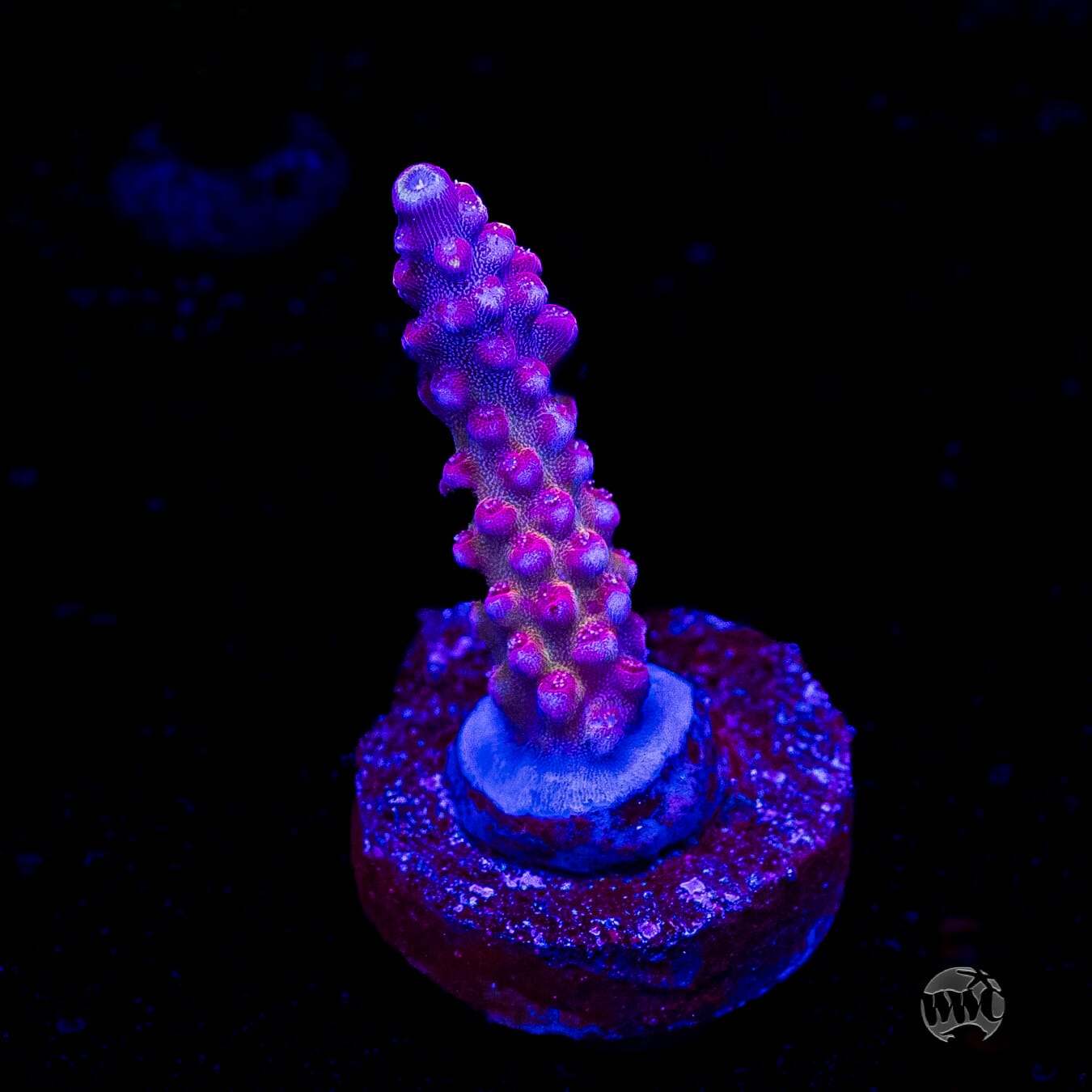 Bali Shortcake Acropora