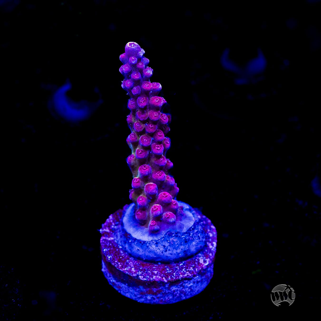 Bali Shortcake Acropora