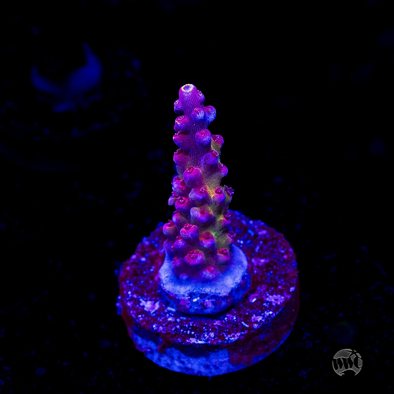 Bali Shortcake Acropora