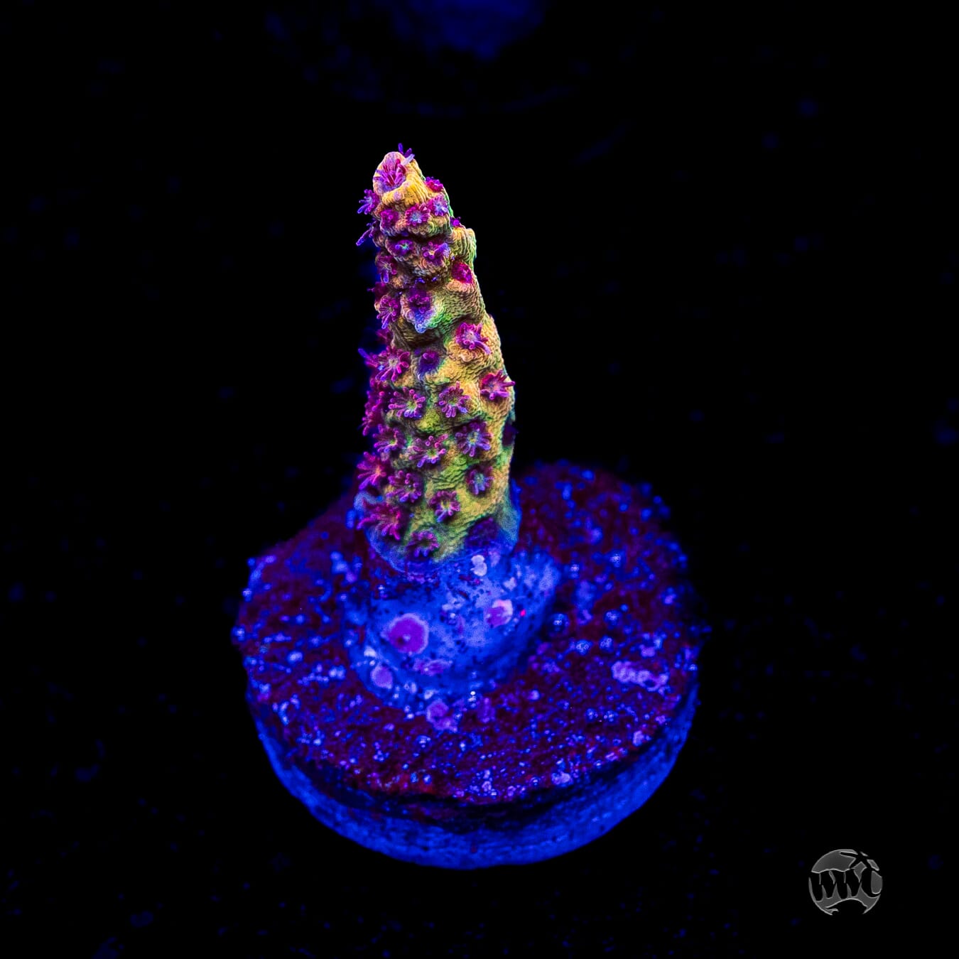 Tyree Pink Lemonade Acropora