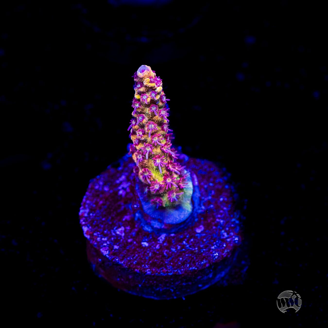 Tyree Pink Lemonade Acropora