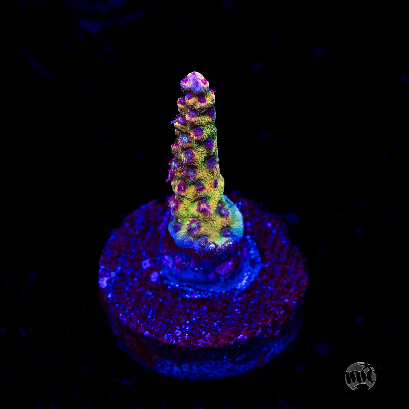 Tyree Pink Lemonade Acropora