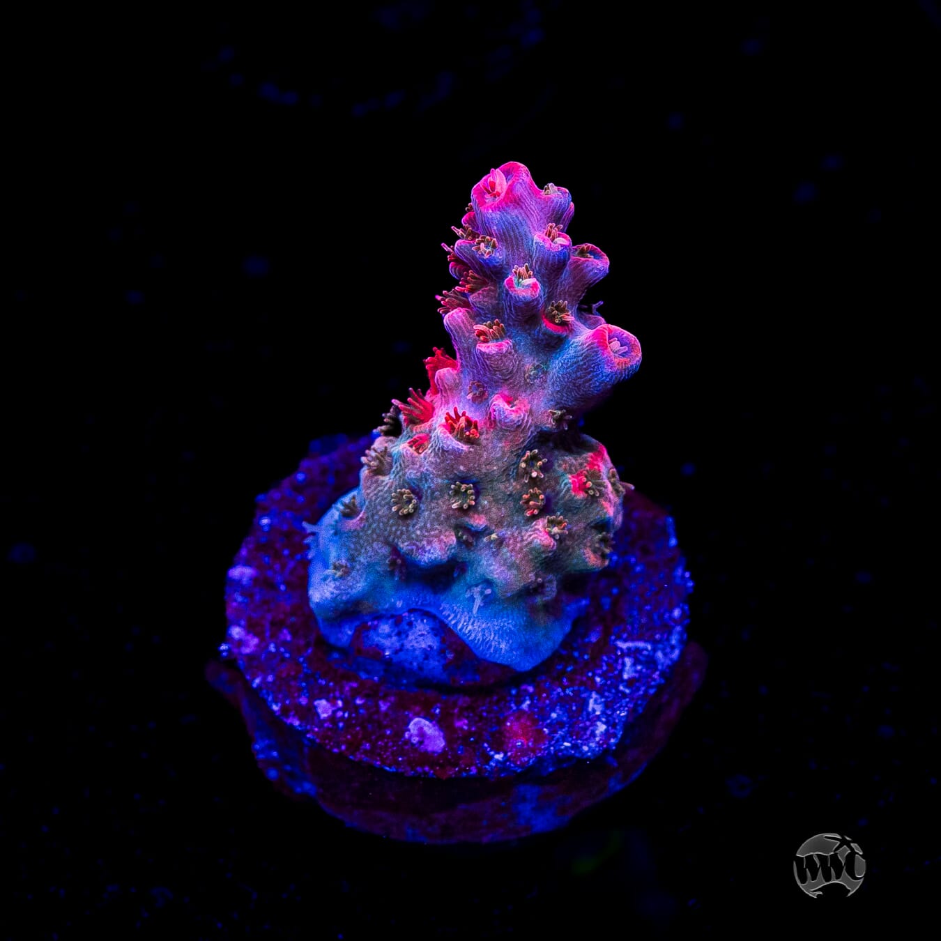 WWC Pantera Rosa Acropora