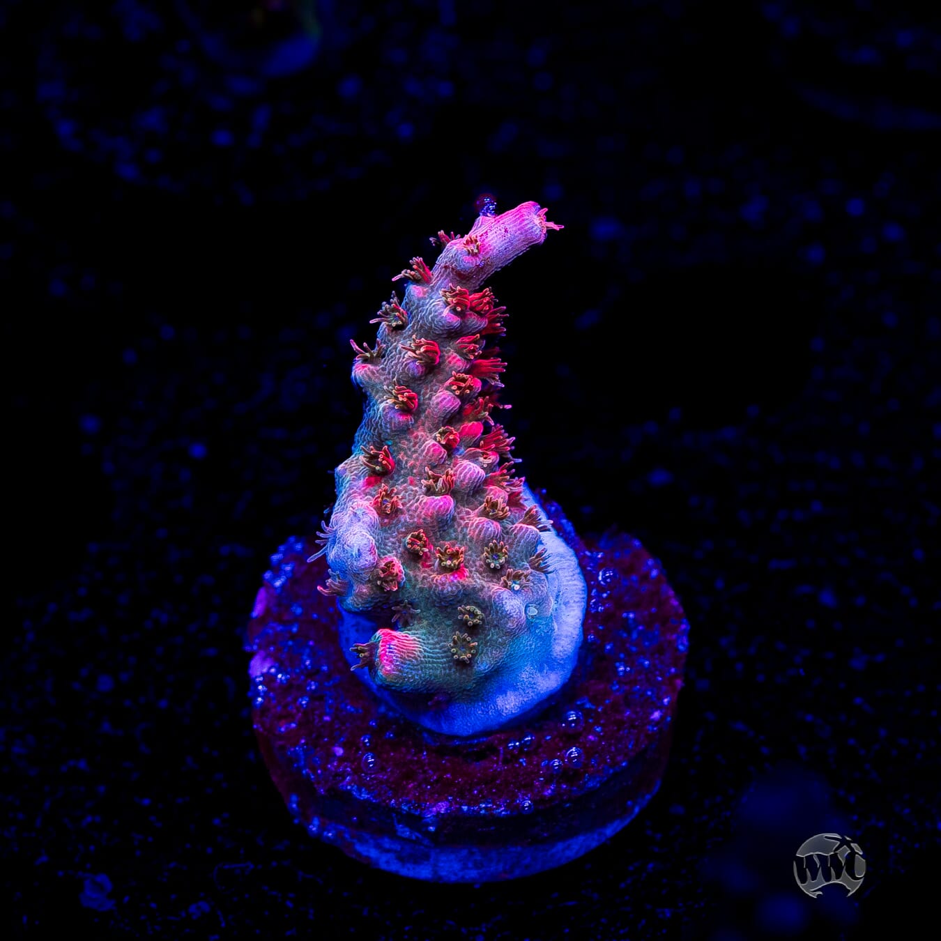 WWC Pantera Rosa Acropora
