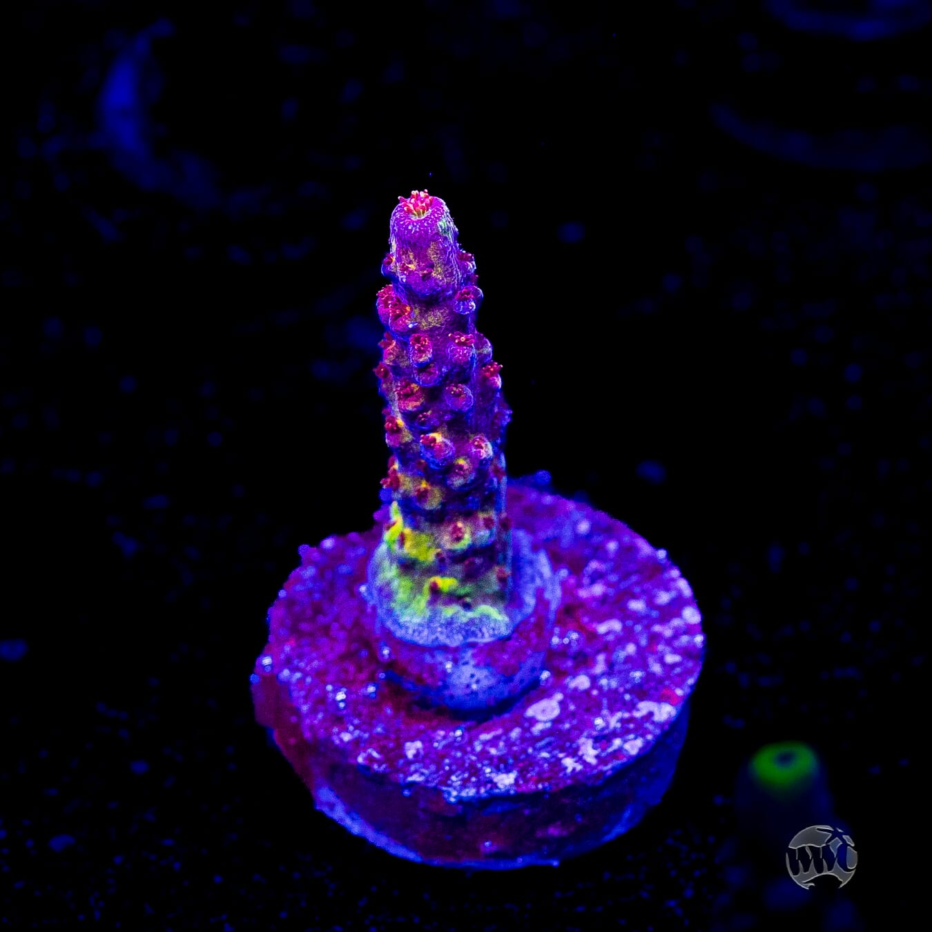 PC Rainbow Acropora