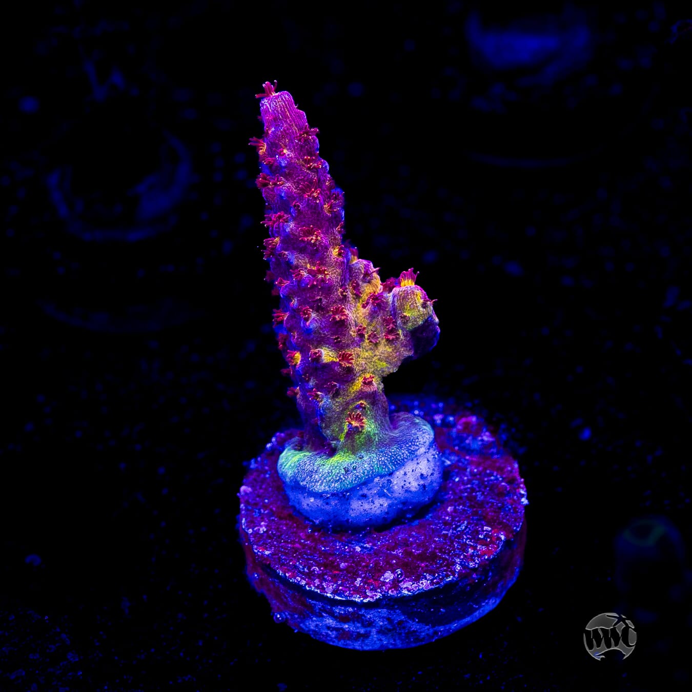 PC Rainbow Acropora