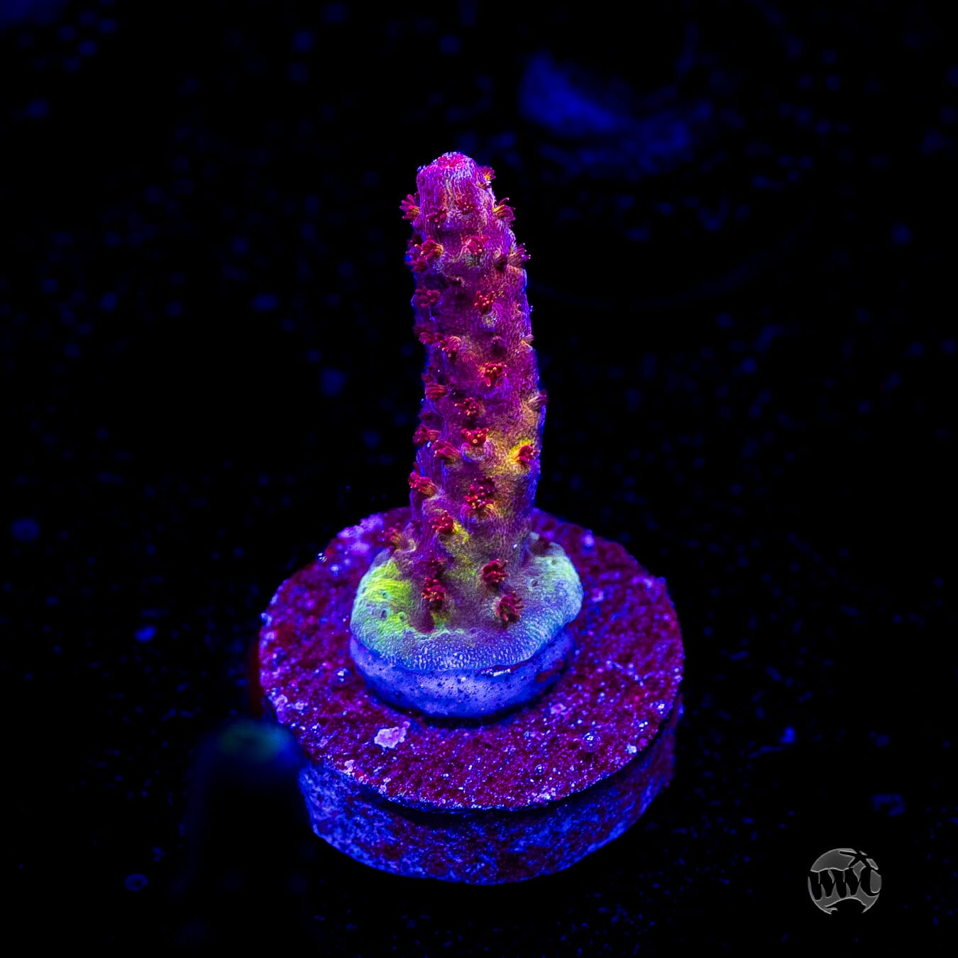 PC Rainbow Acropora