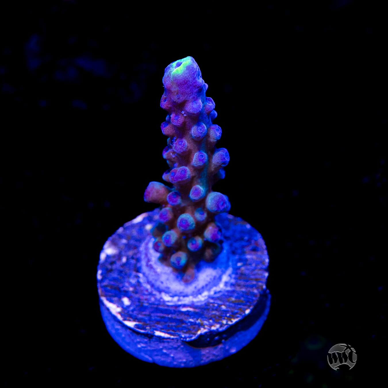 WWC Yellow Tips Austera Acropora