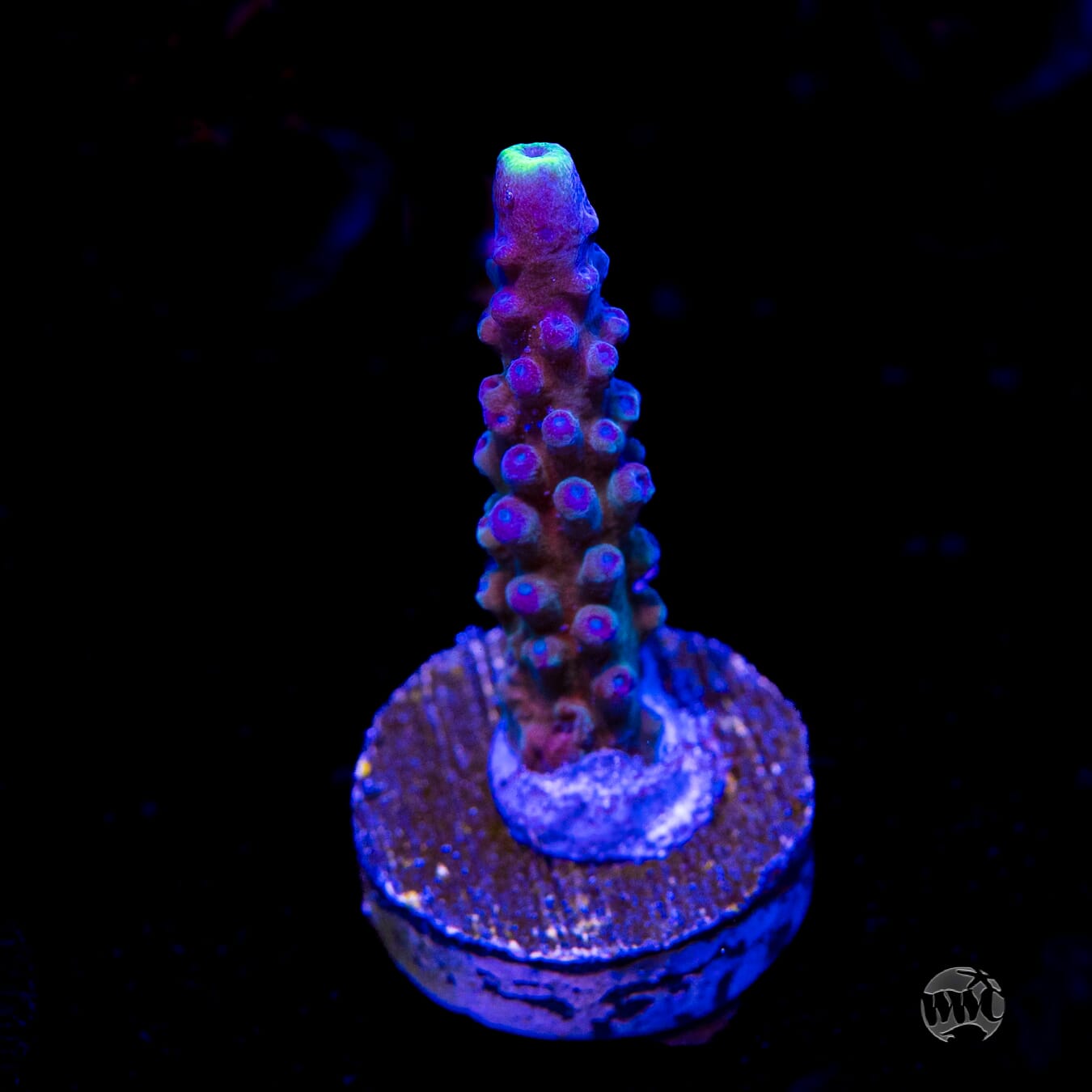 WWC Yellow Tips Austera Acropora