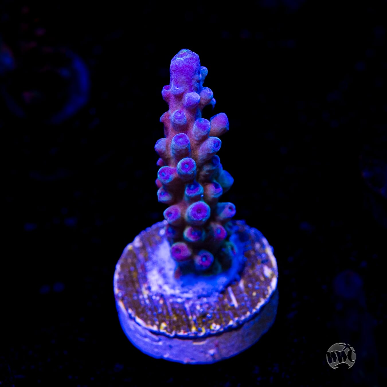 WWC Yellow Tips Austera Acropora