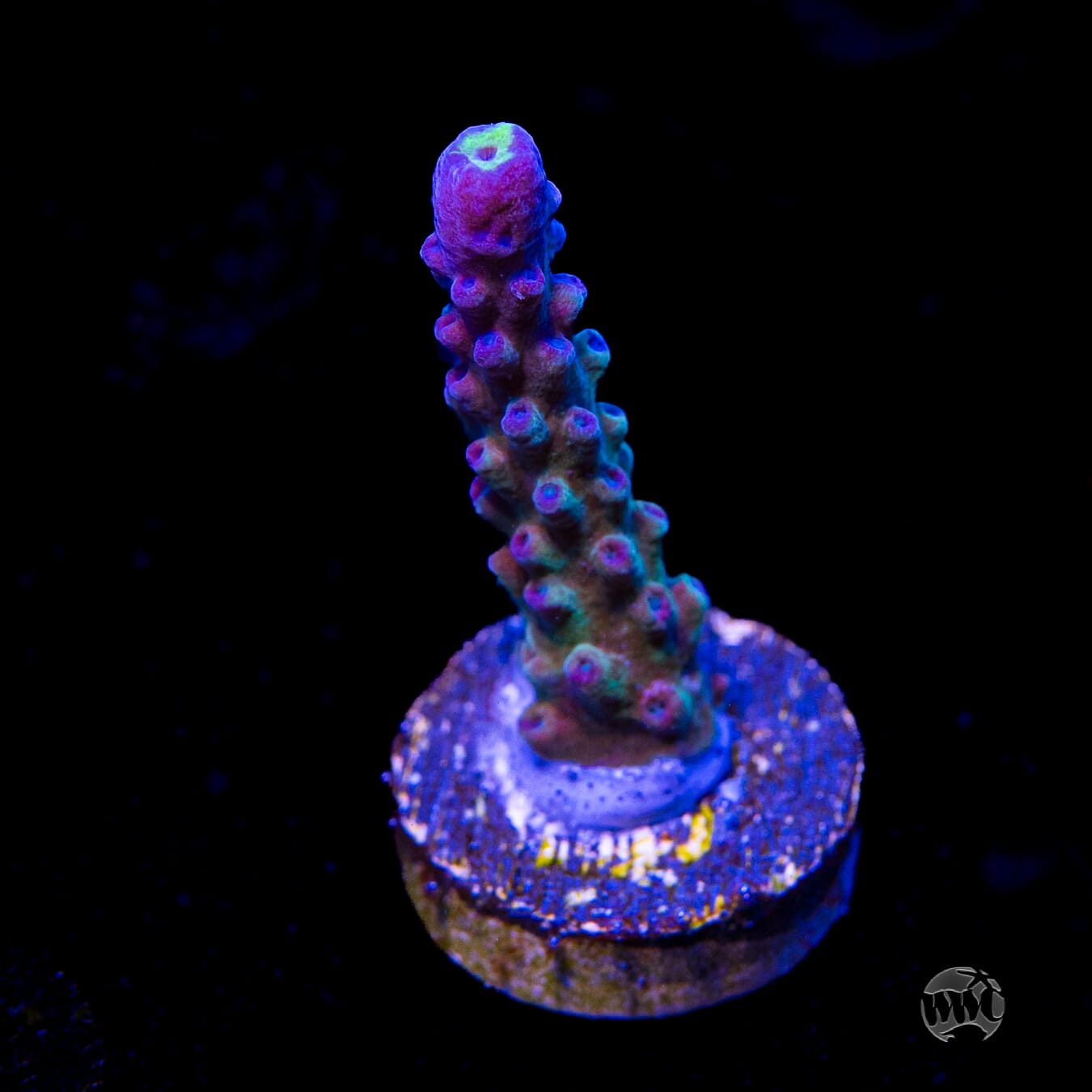 WWC Yellow Tips Austera Acropora