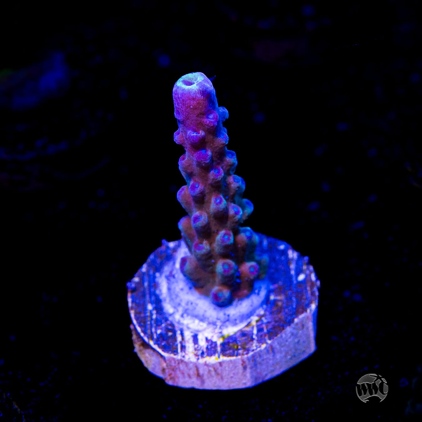 WWC Yellow Tips Austera Acropora