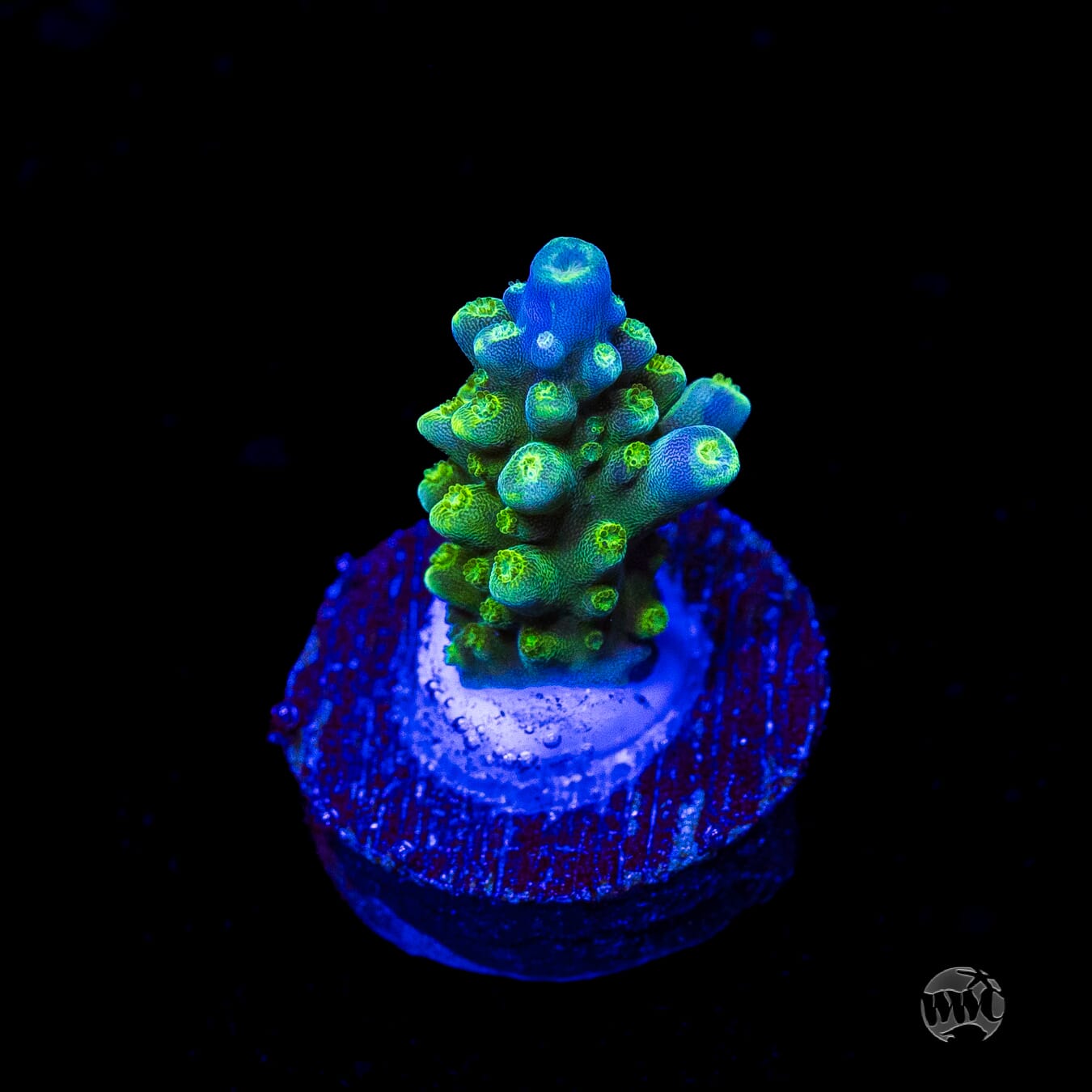 Paletta Tricolor Acropora