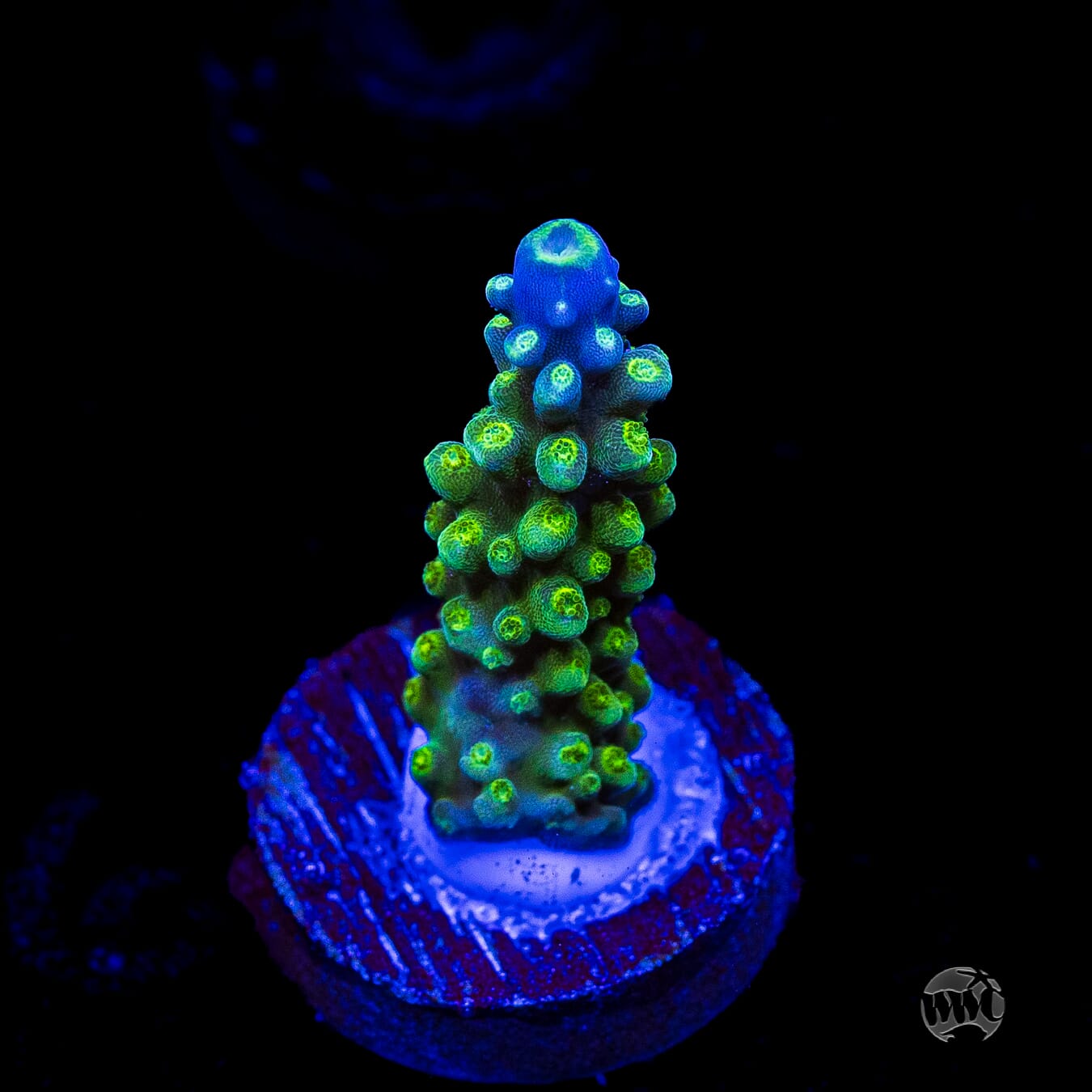 Paletta Tricolor Acropora