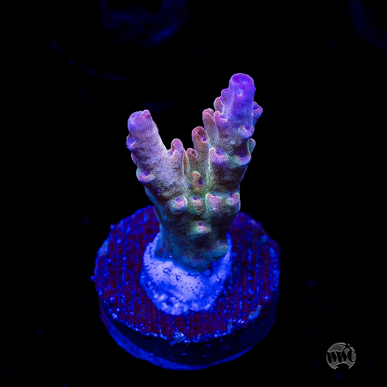 WWC Joe Dirte Acropora