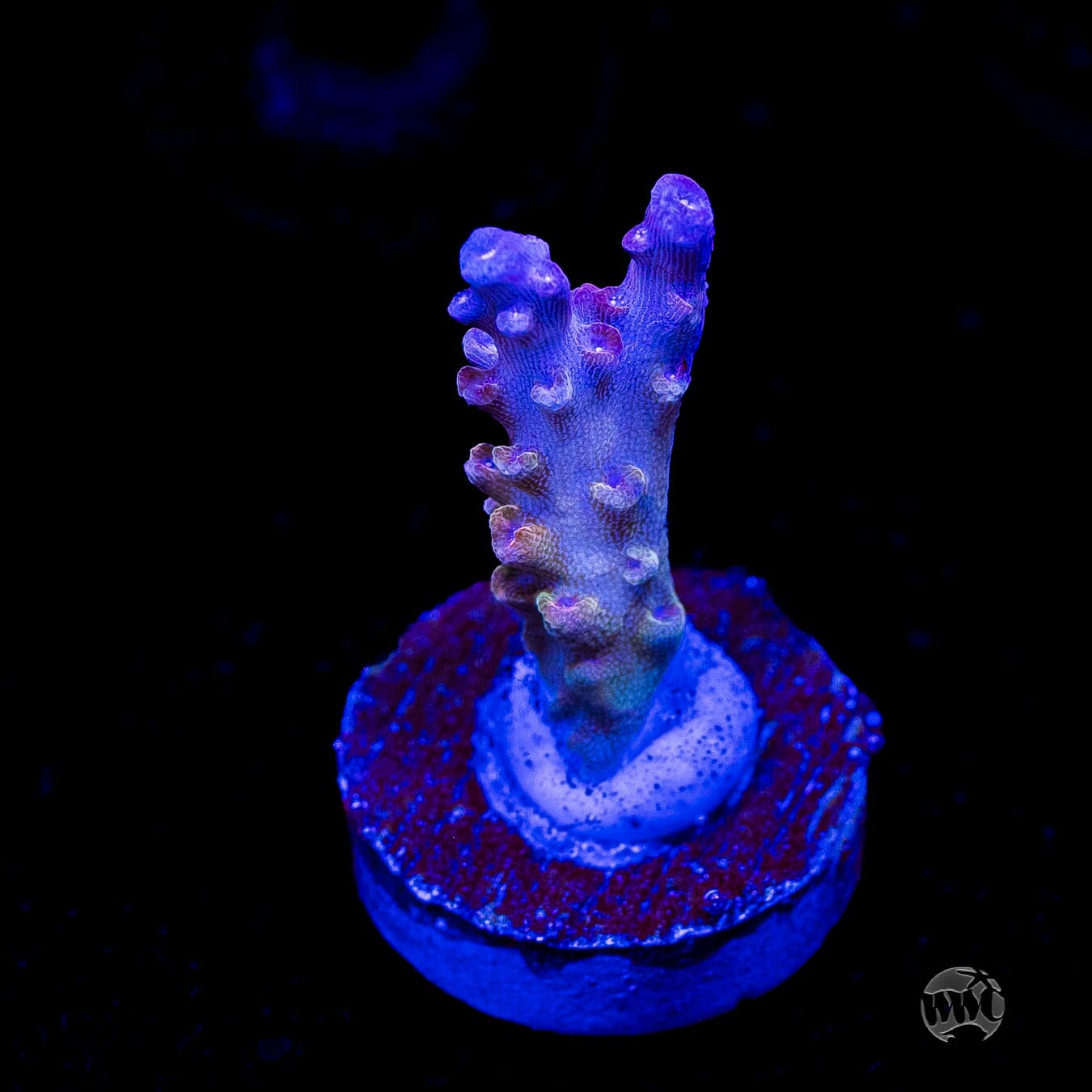 WWC Joe Dirte Acropora