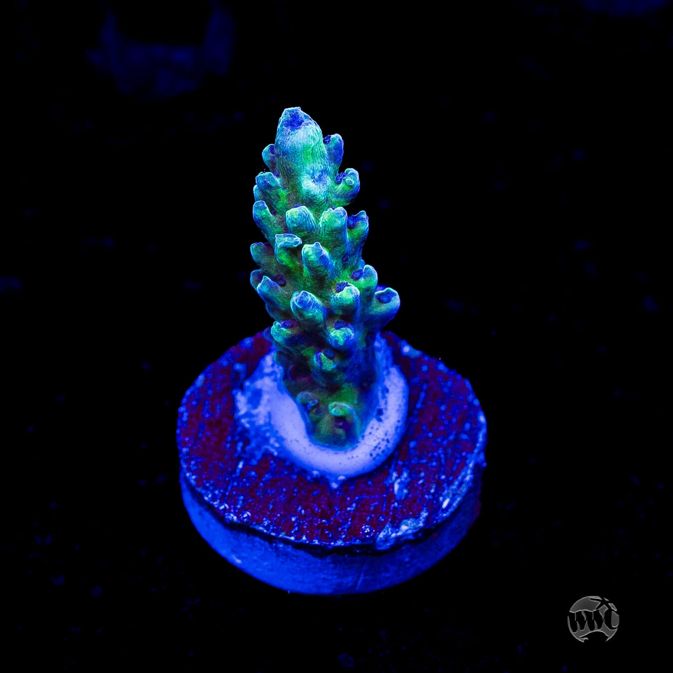 Gonzo Blueberry Diesel Acropora