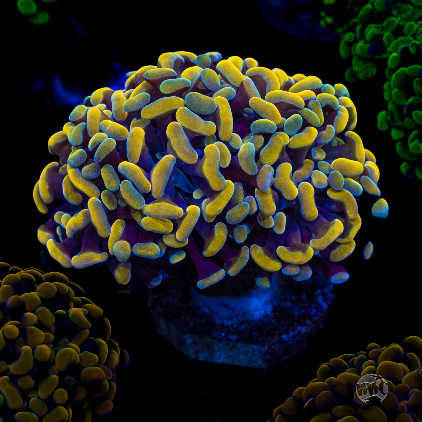 WWC Rainbow Branching Hammer
