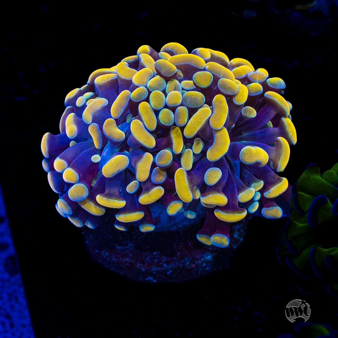 WWC Rainbow Branching Hammer