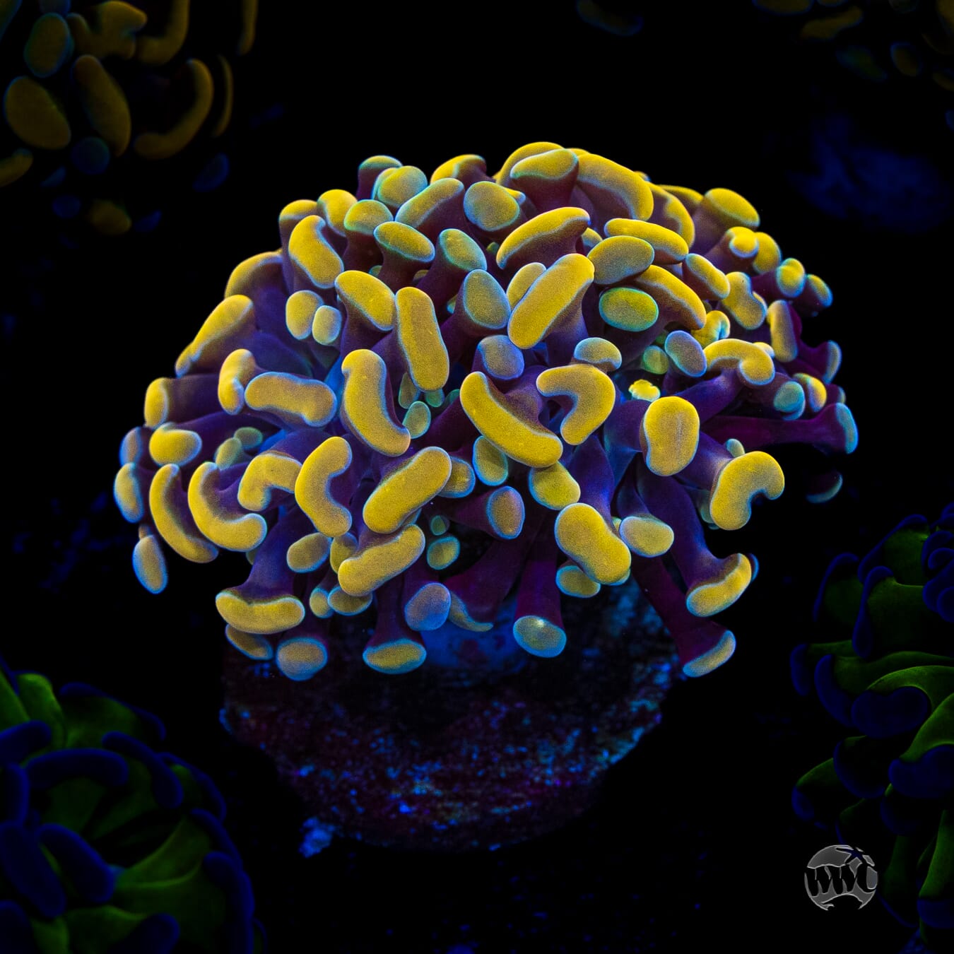 WWC Rainbow Branching Hammer