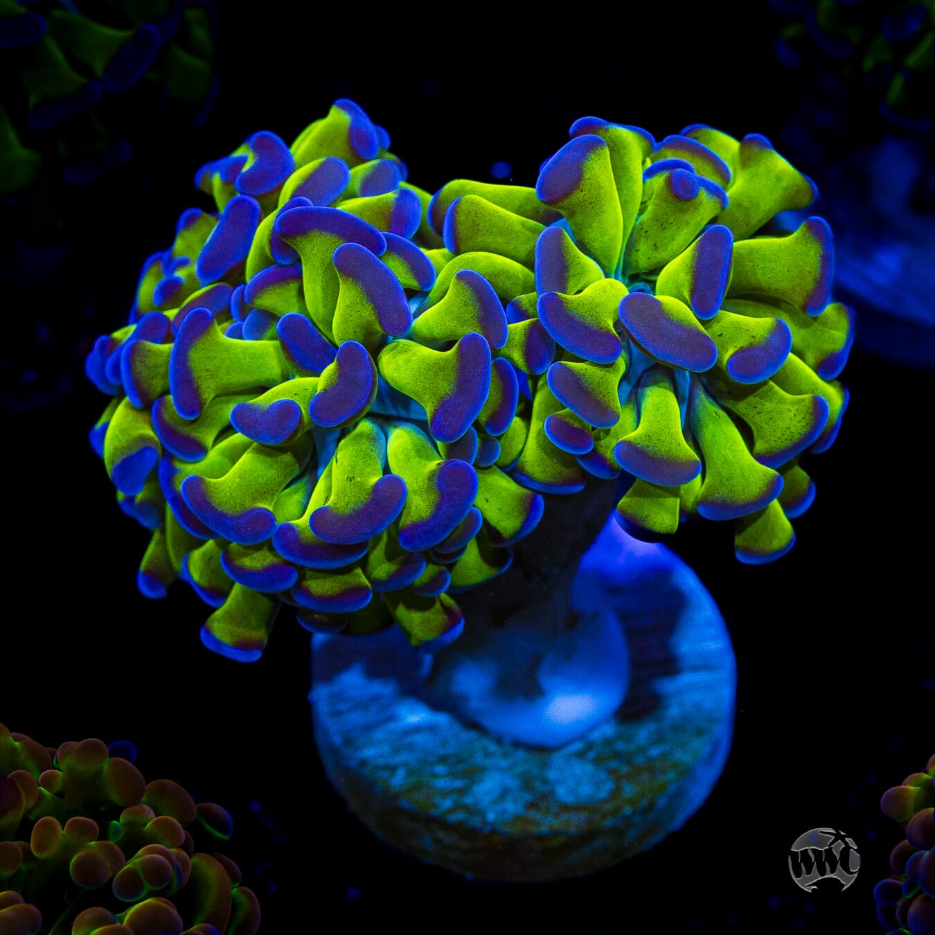 Bicolor Branching Hammer
