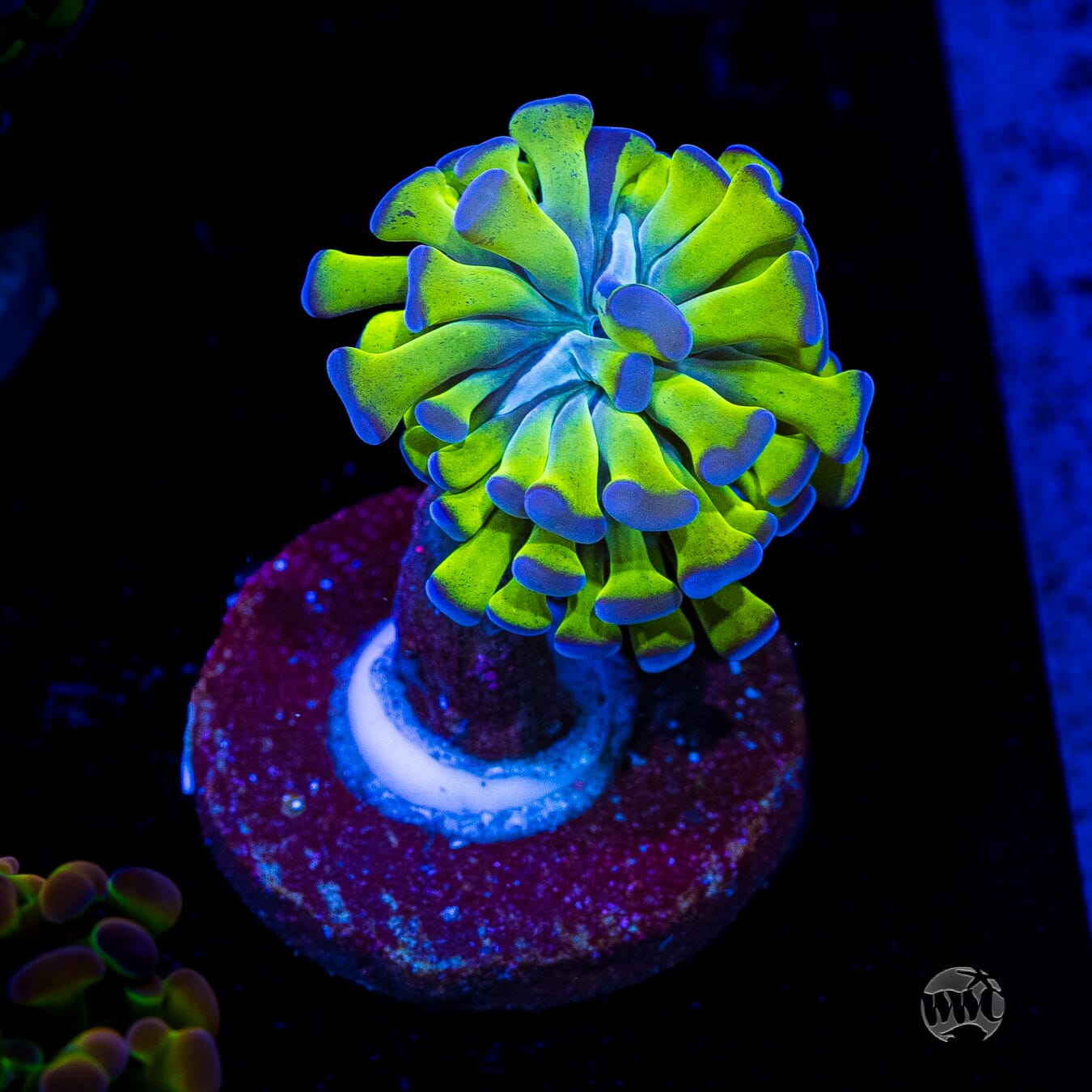 Bicolor Branching Hammer