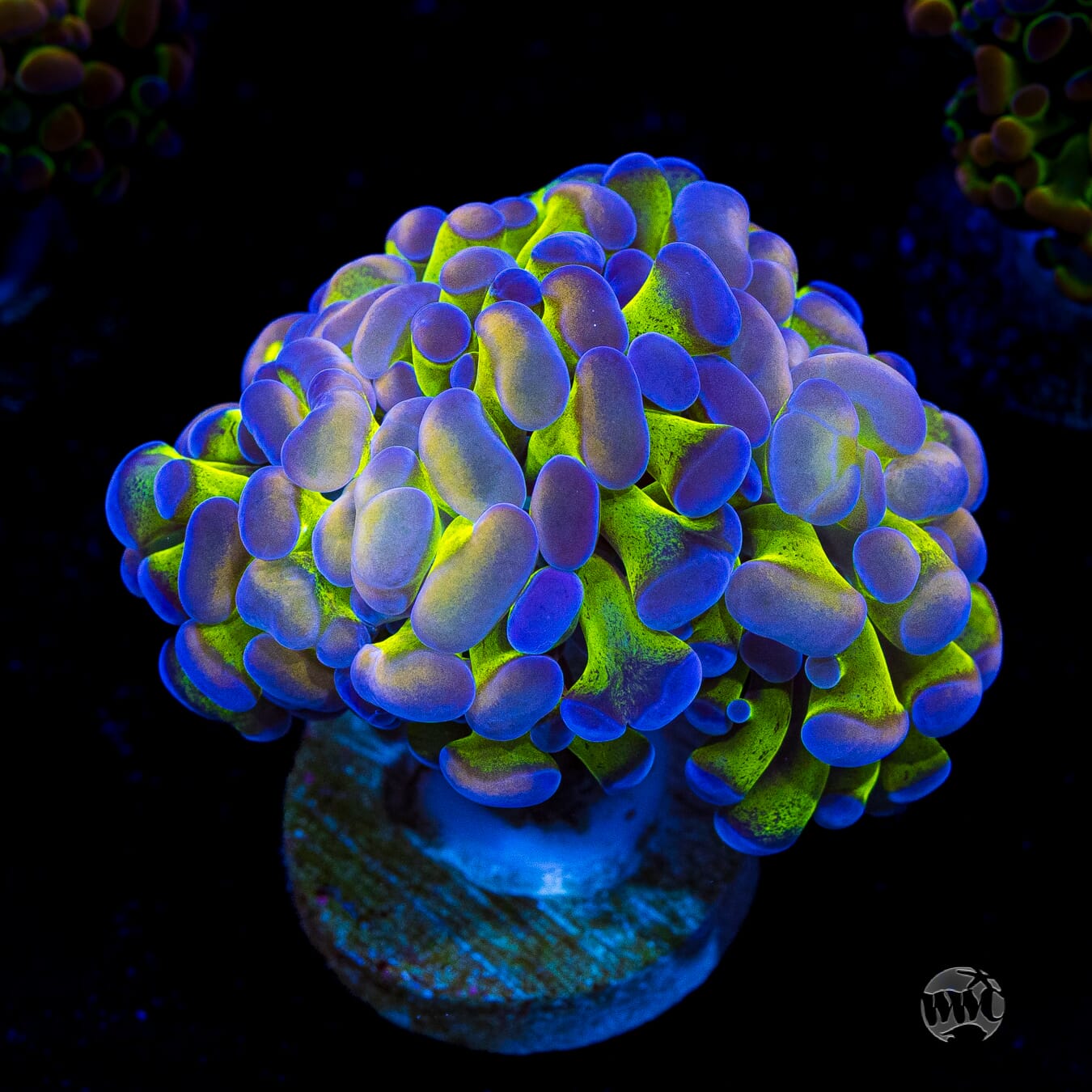 Hologram Branching Hammer