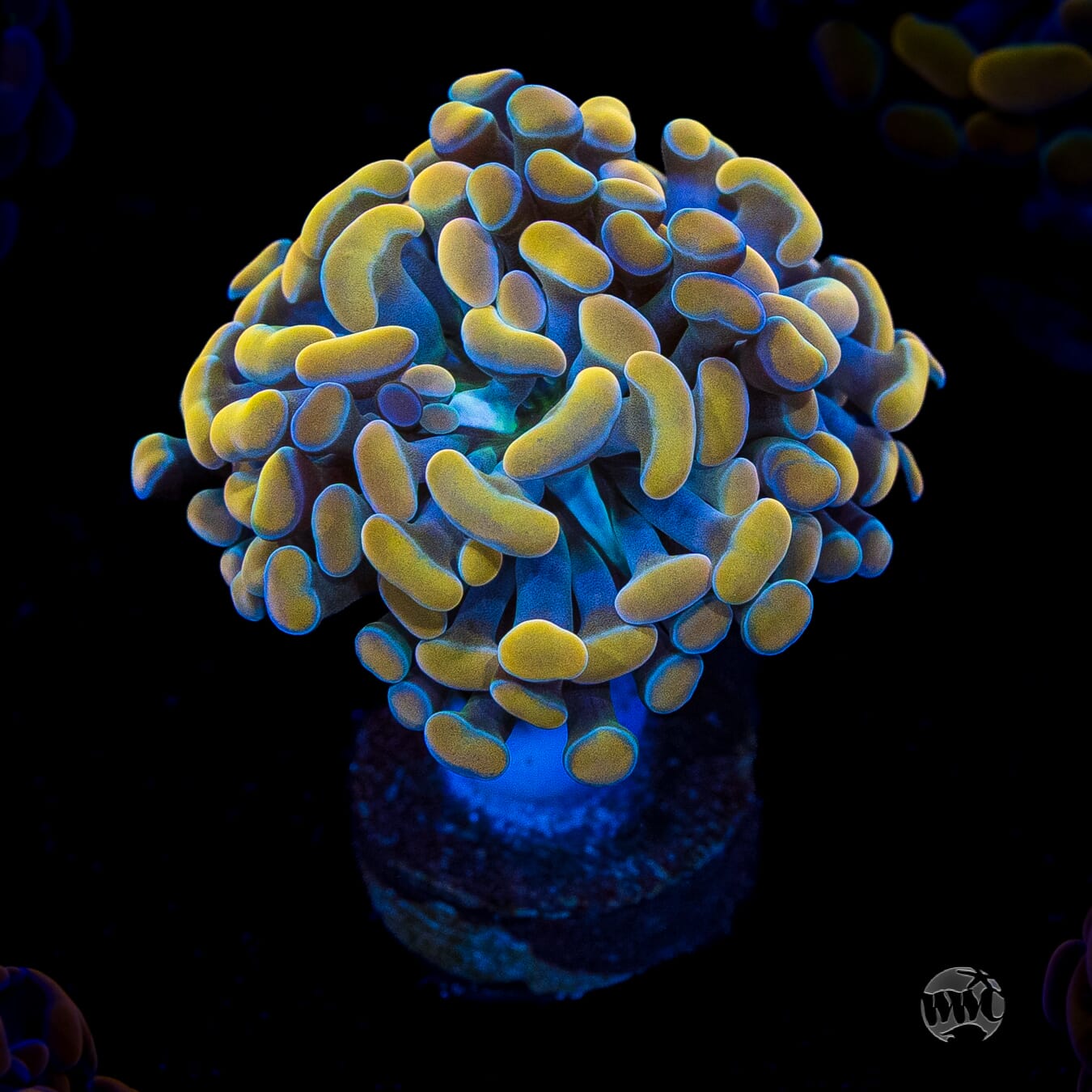 Gold Branching Hammer