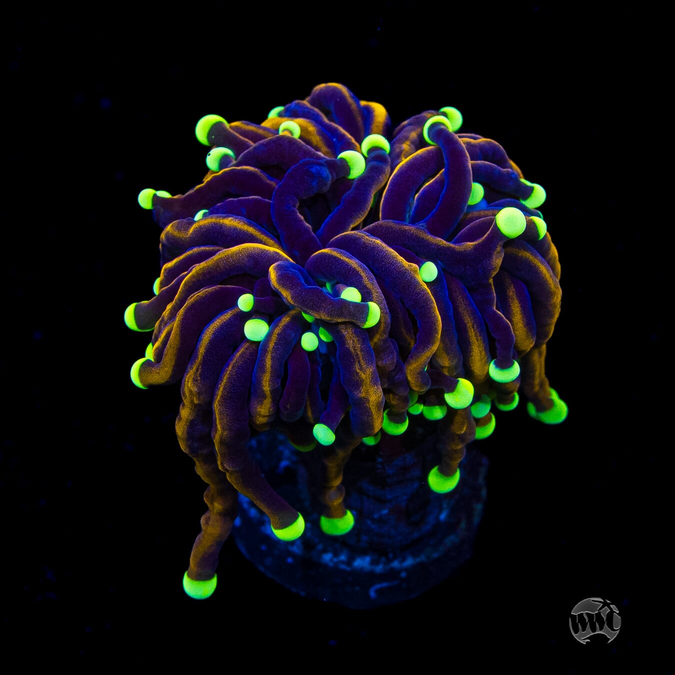 Night Vision Torch