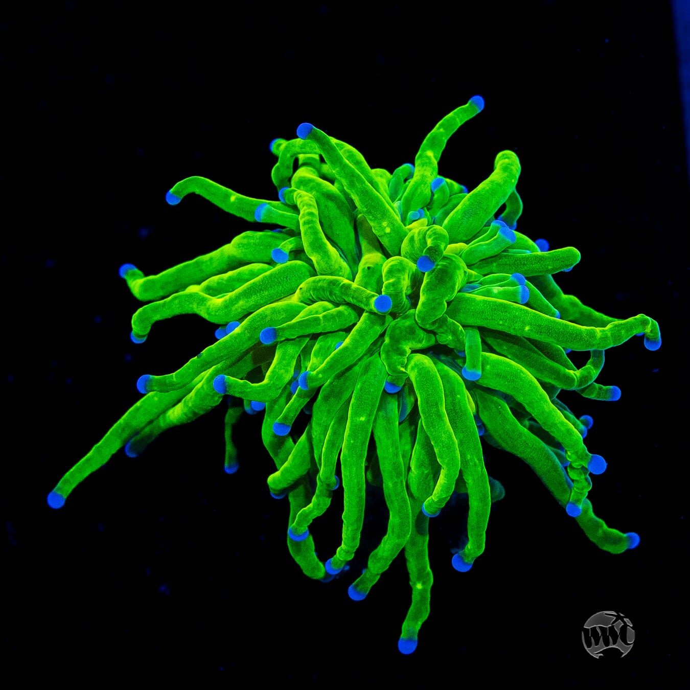 Blue Tipped Cotton Candy Torch