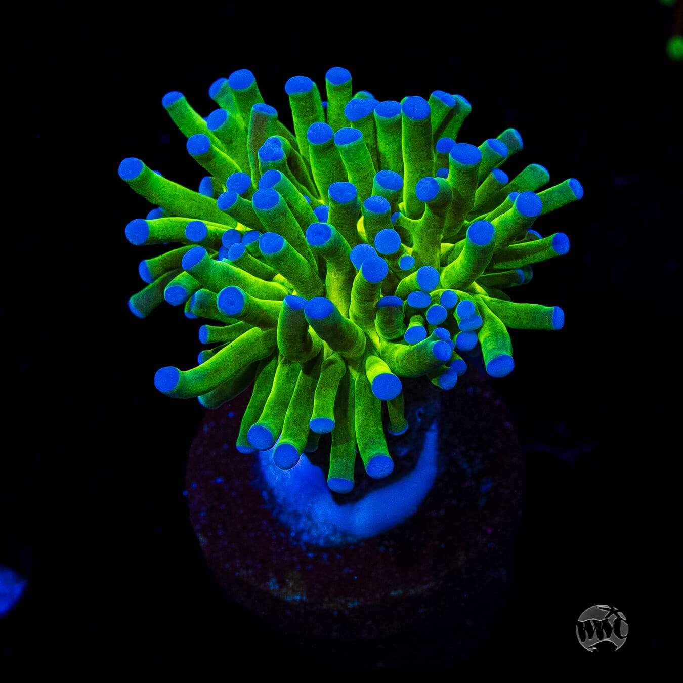 Blue Tipped Torch
