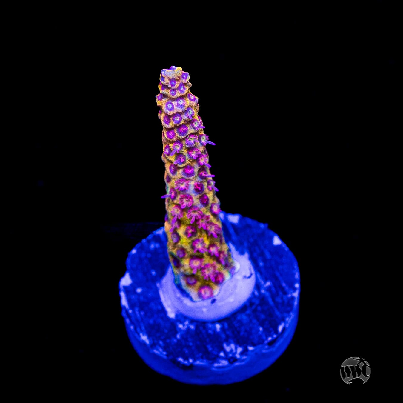 Tyree Pink Lemonade Acropora