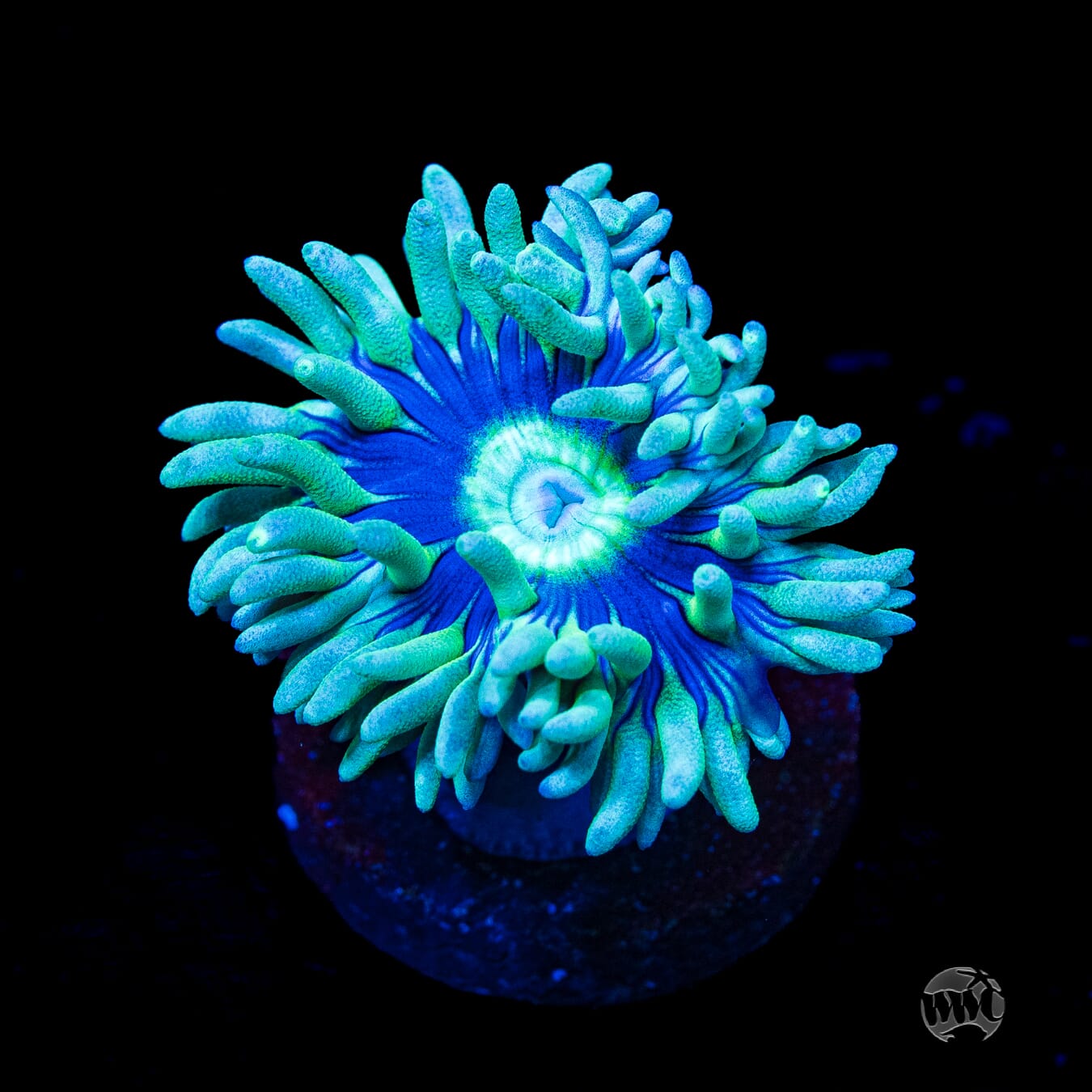 WWC Blue Ring Duncan