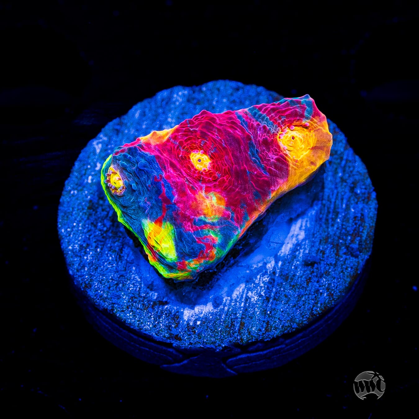 WWC Jellybean Rainbow Chalice